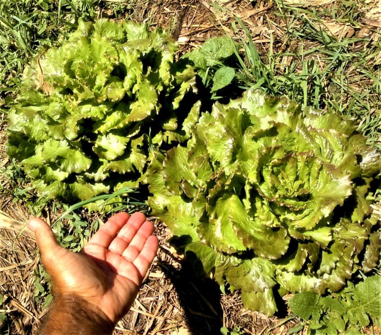 2 Gian Carlo Cappello