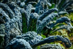 2020-cavolo-nero--768x512