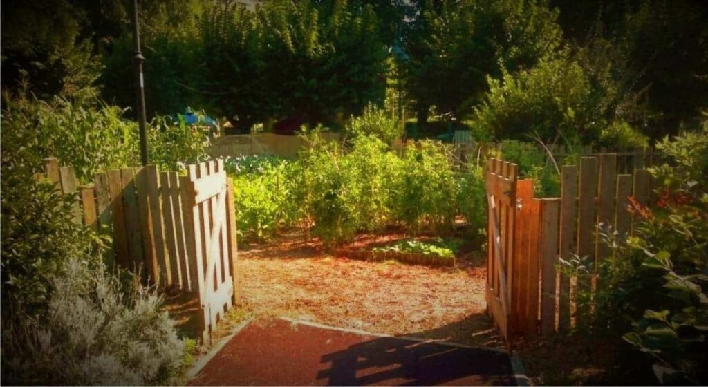 ortodacoltivare-orto-elementare-ingresso