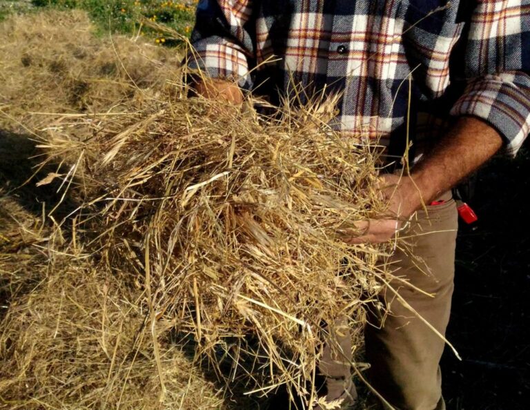 11-Glossario-Gian-Carlo-Cappello-mattonella-di-fieno