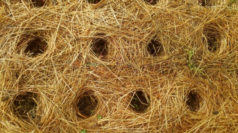 13-Glossario-Gian-Carlo-Cappello-Nidi