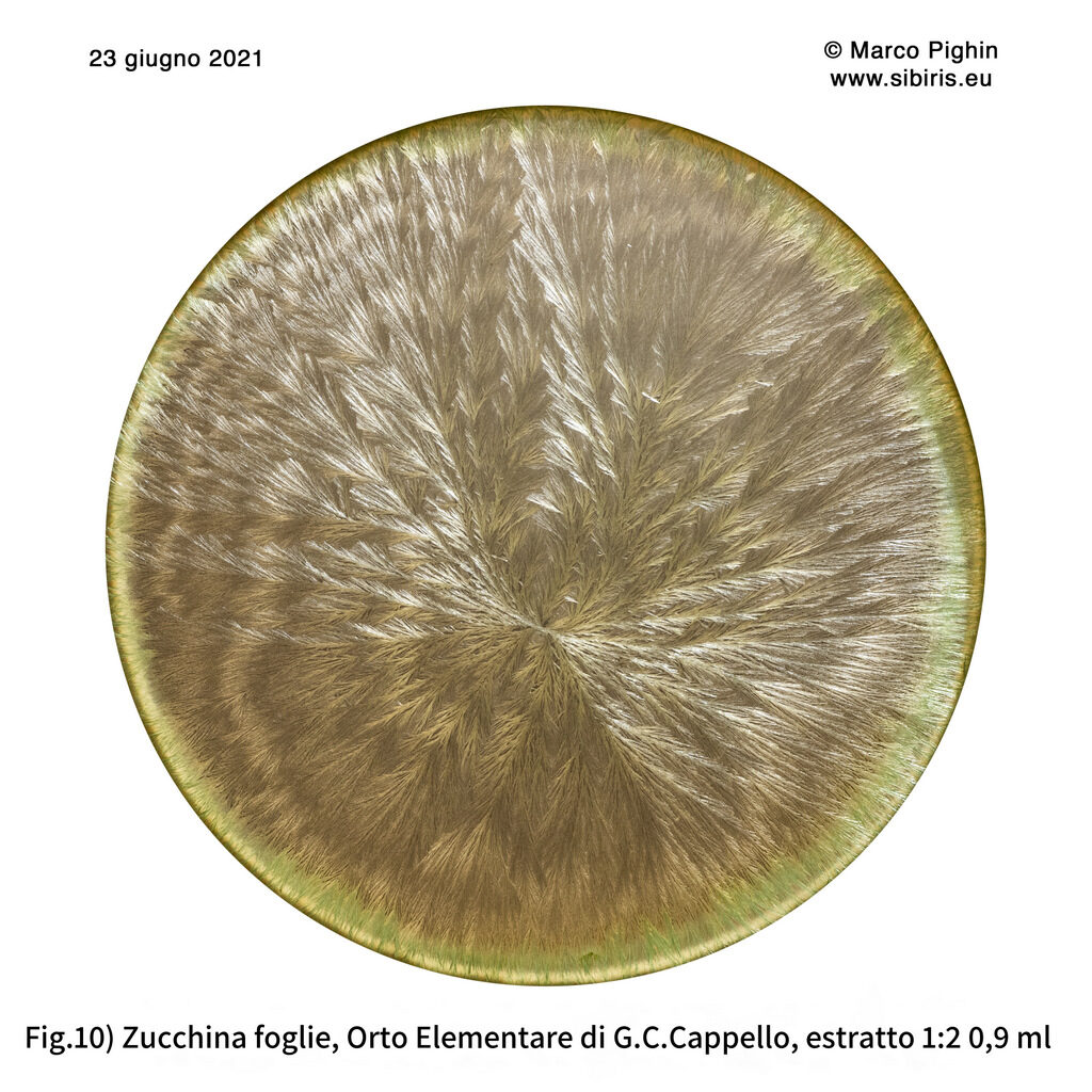 Preview image-10-zucchine foglie