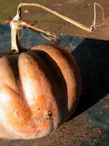 1-Gian-Carlo-Cappello