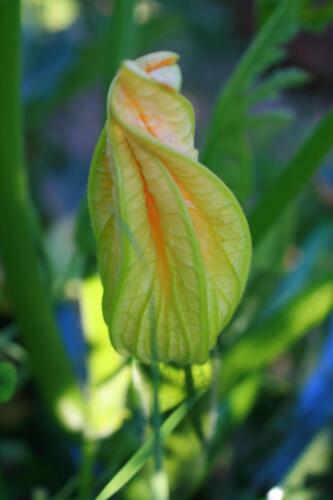 10-Gian-Carlo-Cappello