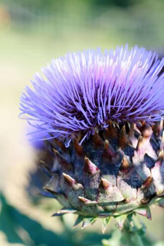 11-Gian-Carlo-Cappello