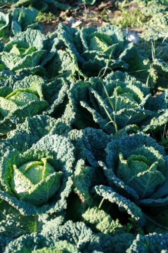 13-Gian-Carlo-Cappello-min