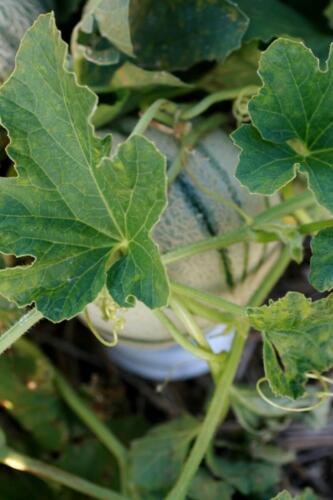 14-Gian-Carlo-Cappello-min