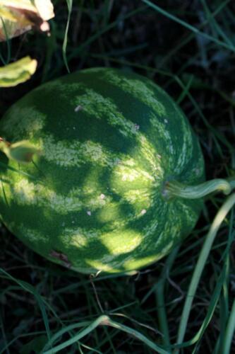 16-Gian-Carlo-Cappello