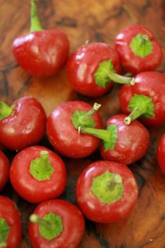 18-Gian-Carlo-Cappello