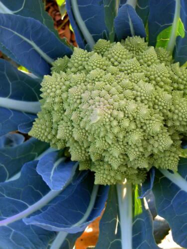 22-Gian-Carlo-Cappello