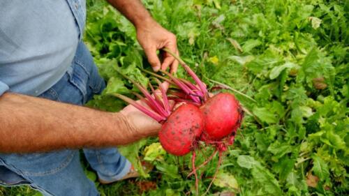 35-Gian-Carlo-Cappello-03-min