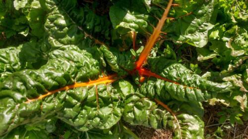 82-Gian-Carlo-Cappello-min