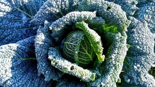 86-Gian-Carlo-Cappello-min